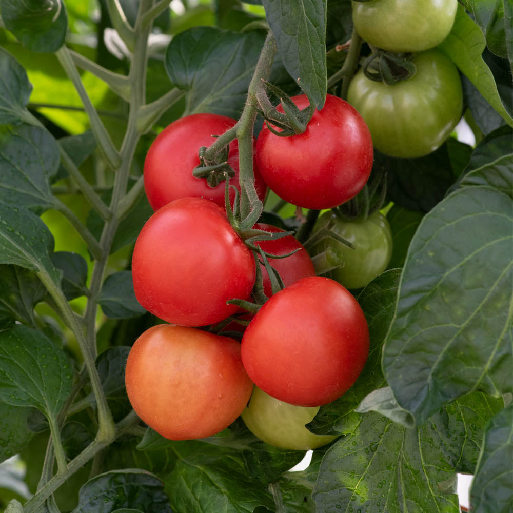 Tomato 'Moneymaker'