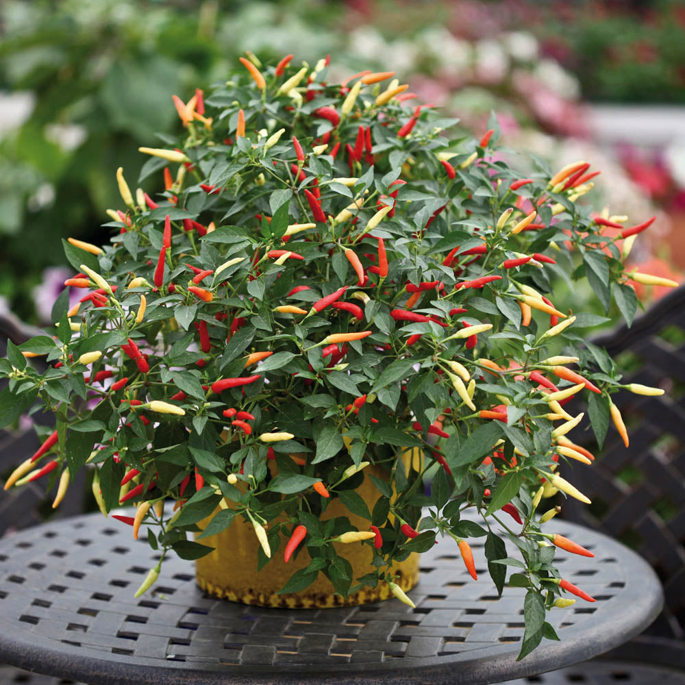 Chilli Pepper 'Basket of Fire'