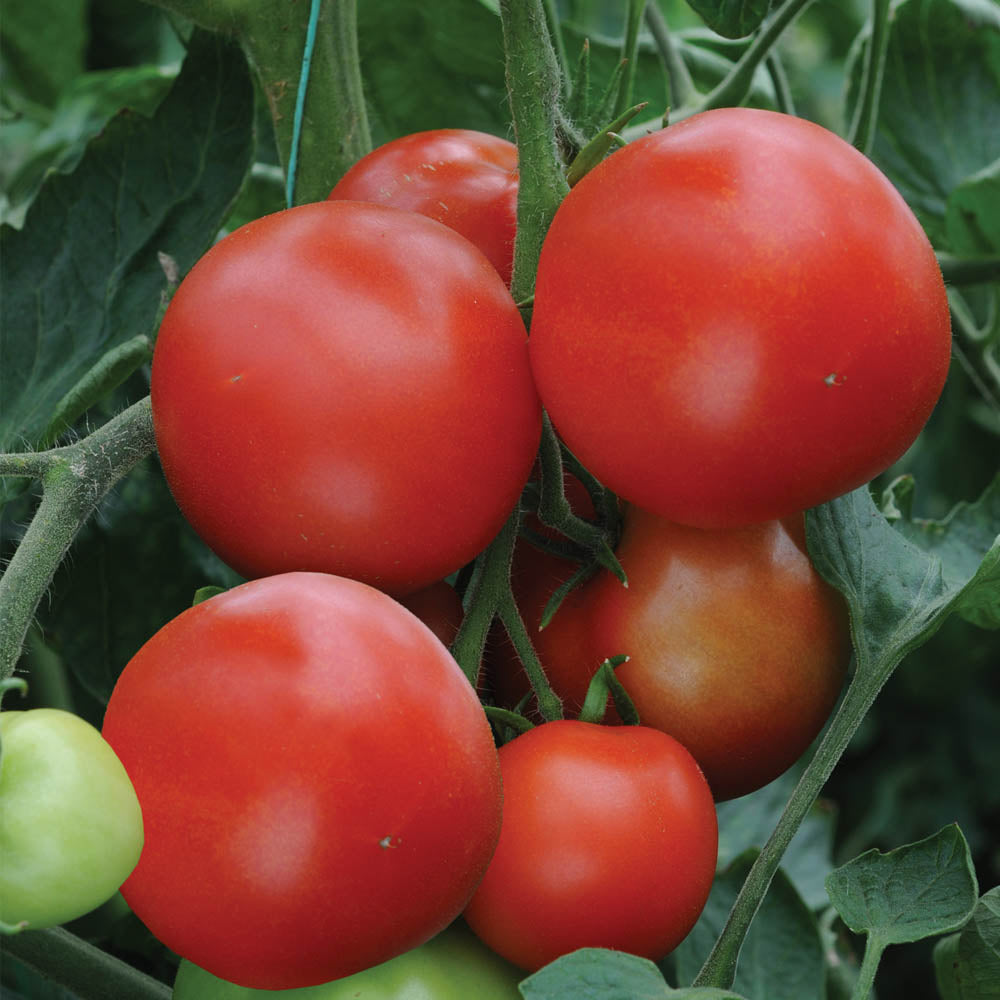Tomato 'Alicante'