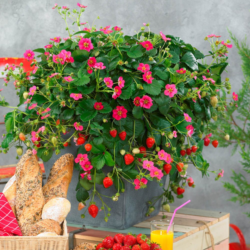 Strawberry 'Toscana'