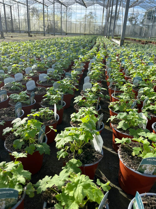 Marching Into Spring