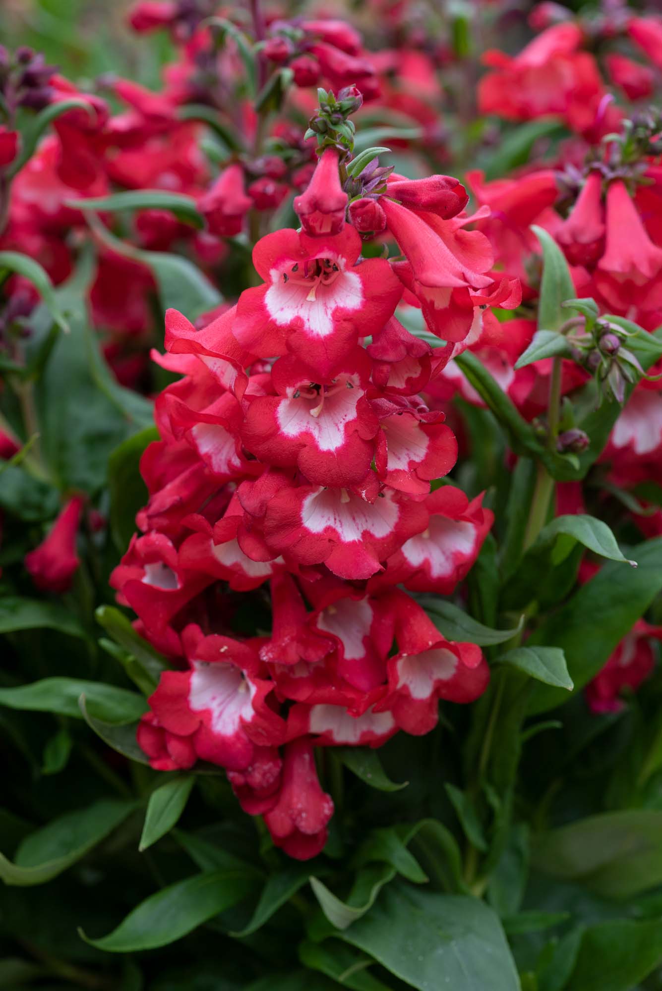 Penstemon