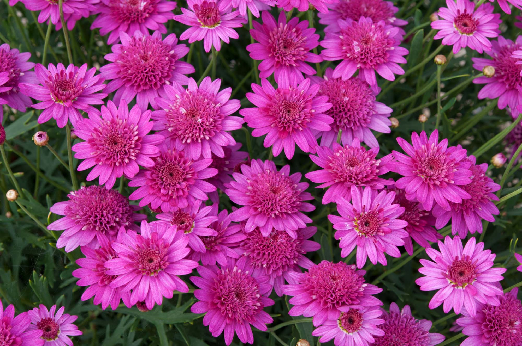 Argyranthemum