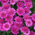 Argyranthemum