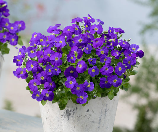 Aubrieta gracilis 'Kitte Blue'