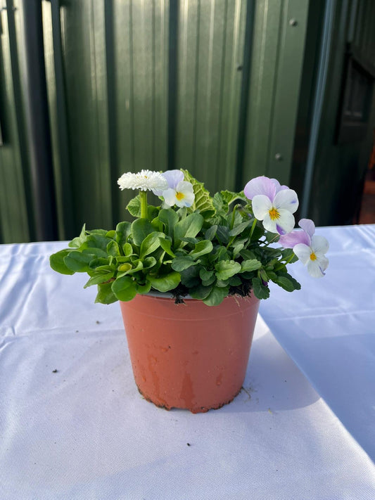 Spring Break Campden Mix