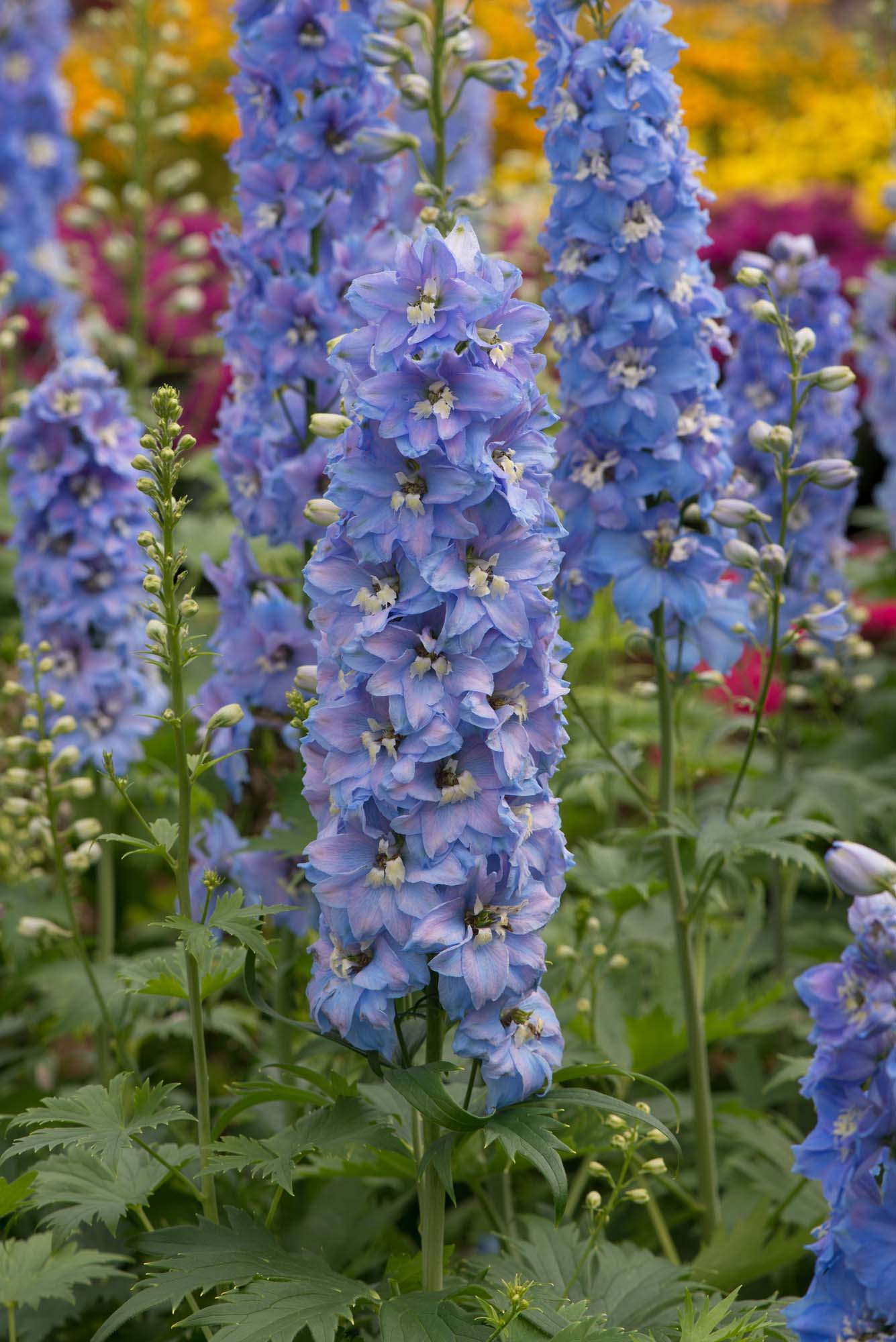 Delphinium