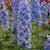 Delphinium