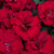 Dianthus