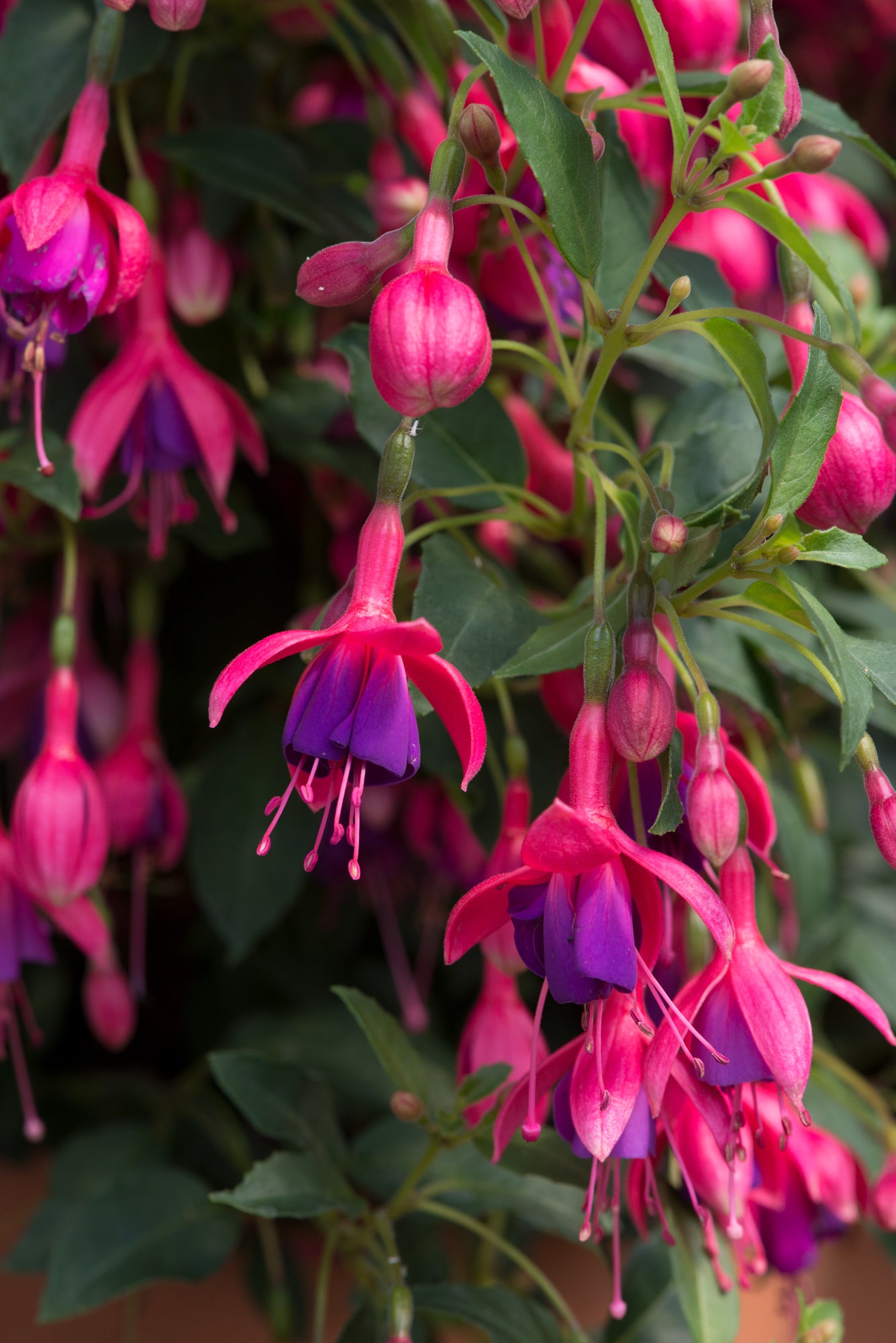 Fuchsia