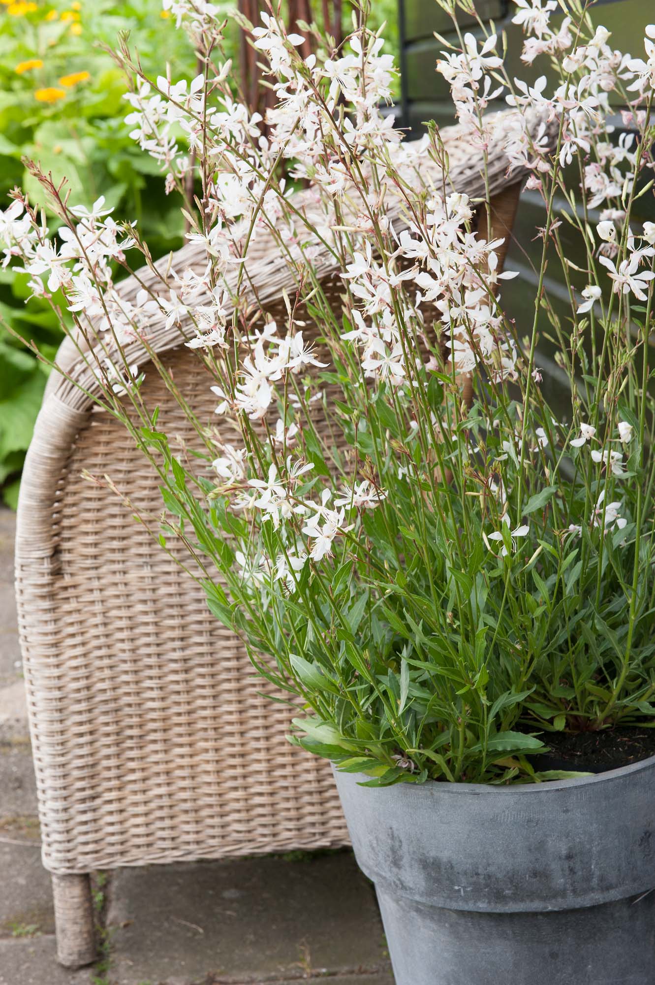 white lavender plants uk Lavender White Summer – Rowlands Plants