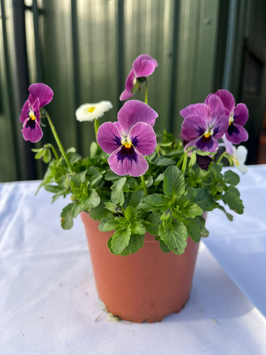 Spring Break Evesham Mix