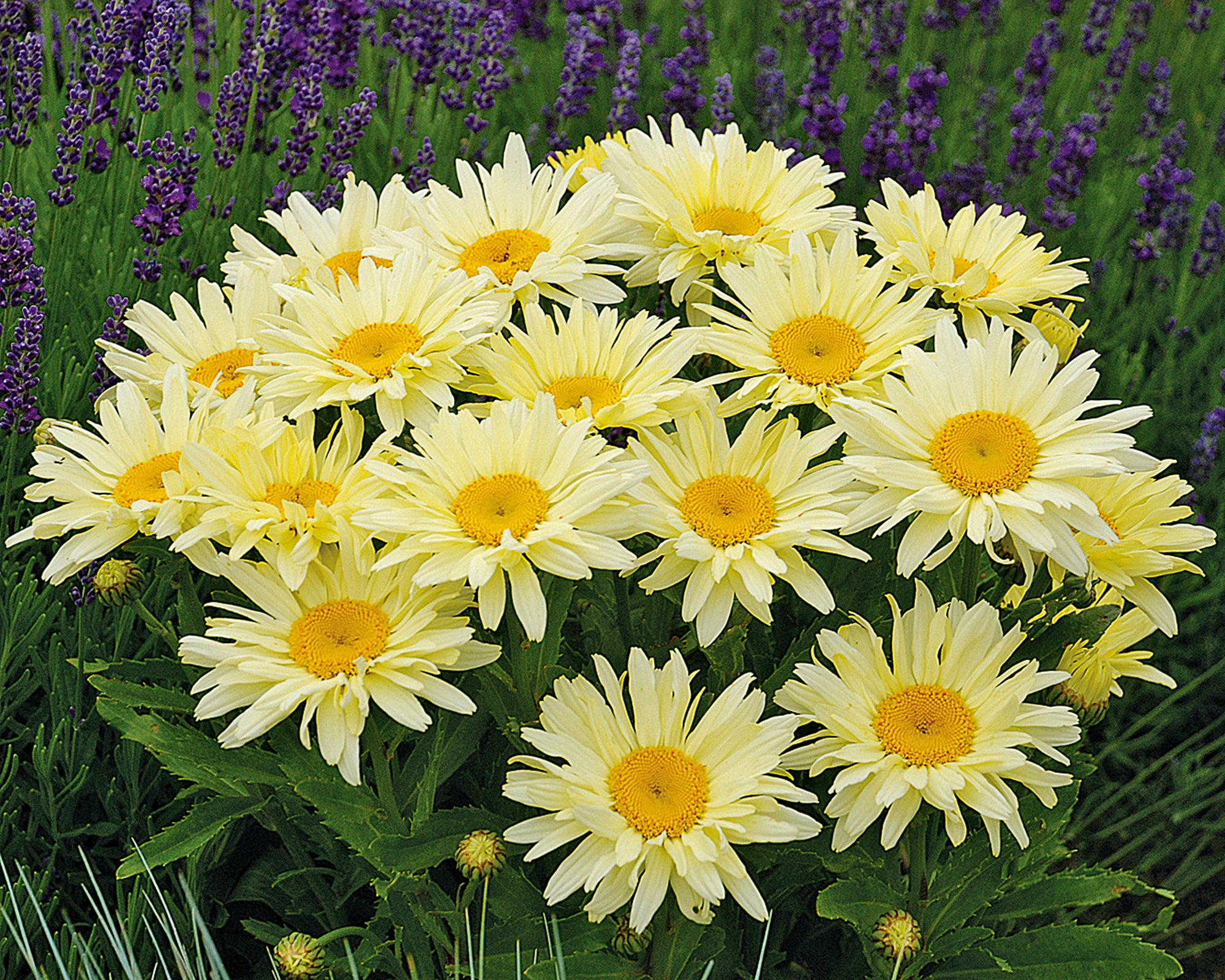Leucanthemum