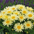Leucanthemum
