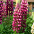 Lupin