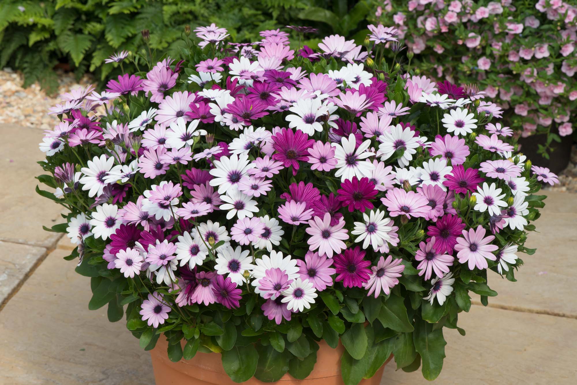 Osteospermum