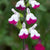 Ornamental Salvia