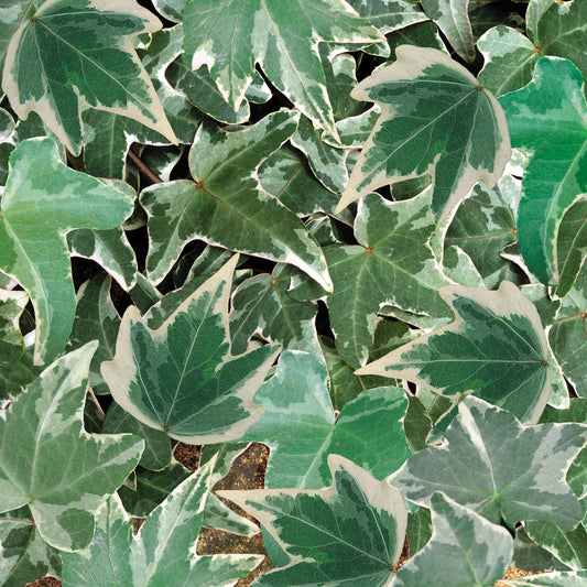 Hedera helix Silver