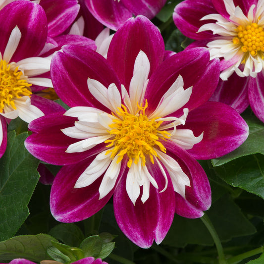 Dahlia Dahlietta 'Surprise Becky'