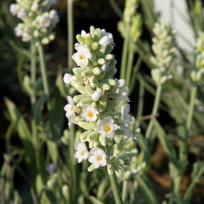 Lavender White Summer