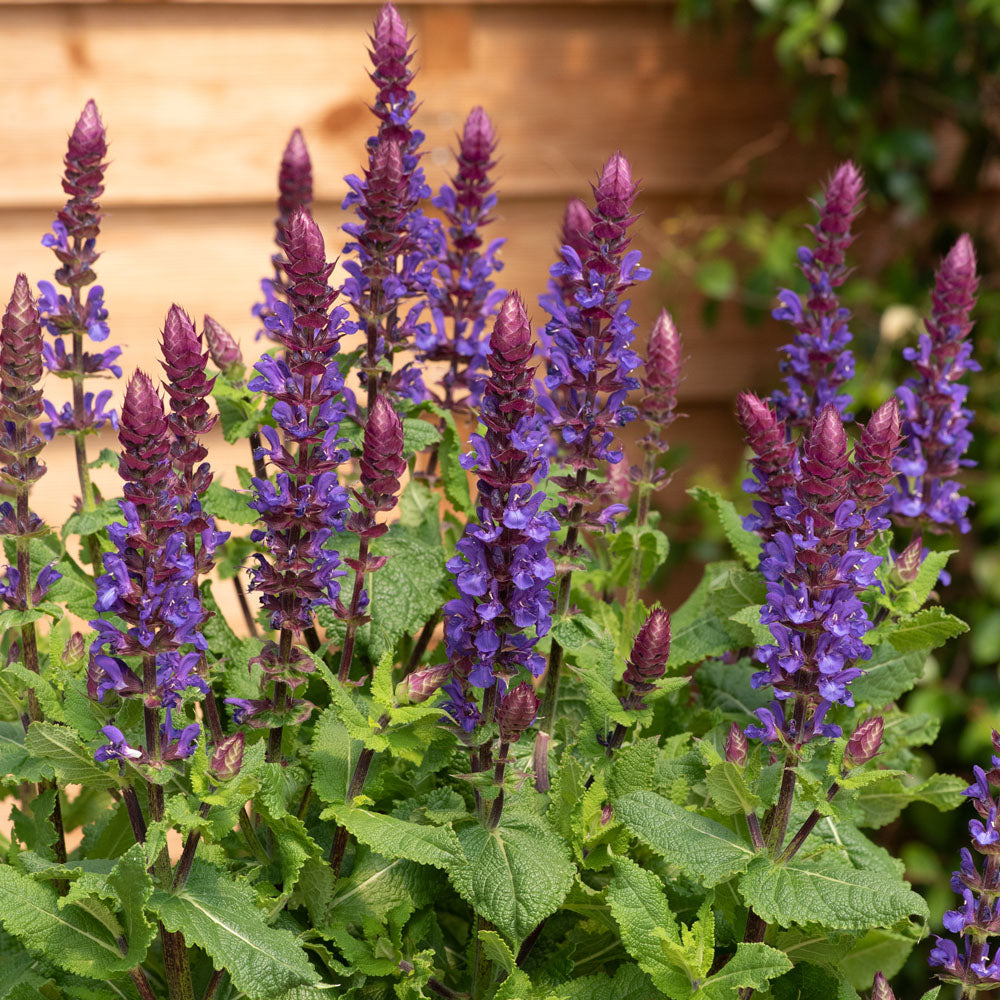 Salvia nemerosa 'Blue Marvel'