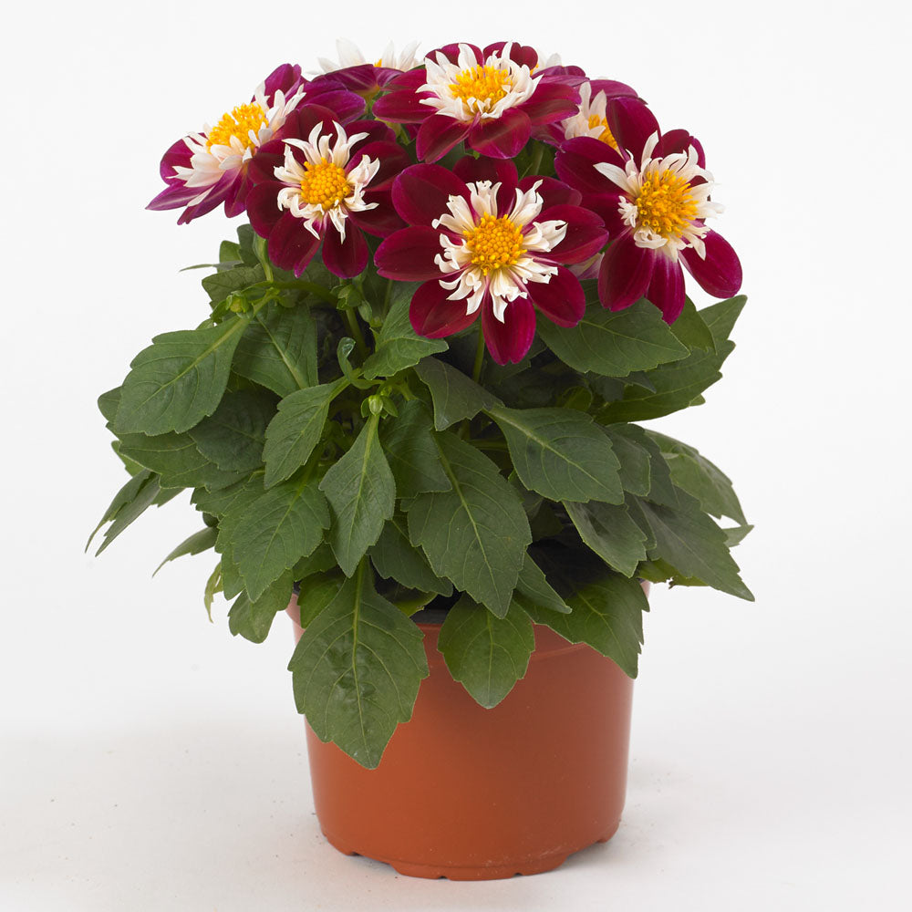 Dahlia Dahlietta 'Surprise Becky'