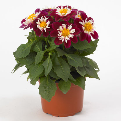 Dahlia Dahlietta 'Surprise Becky'