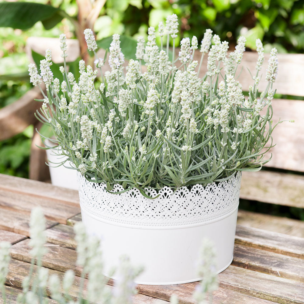 Lavender White Summer