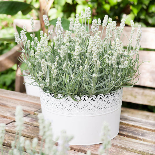 Lavender White Summer