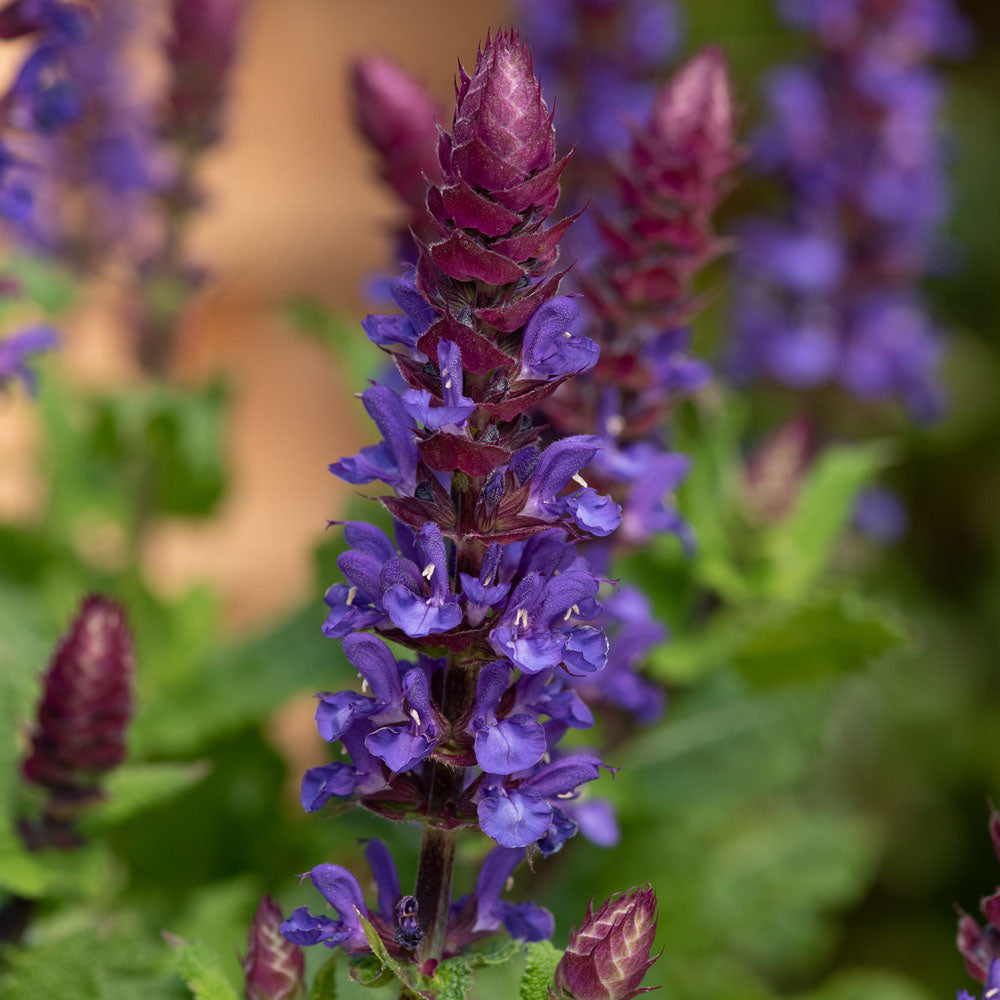 Salvia nemerosa 'Blue Marvel'