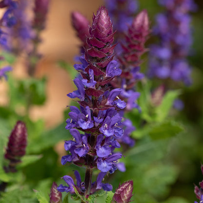 Salvia nemerosa 'Blue Marvel'