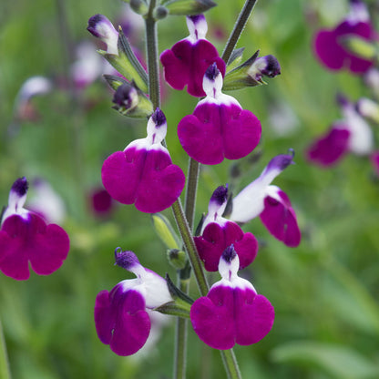 Salvia 'Amethyst Lips'