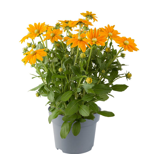 Rudbeckia Rudy Mini Yellow