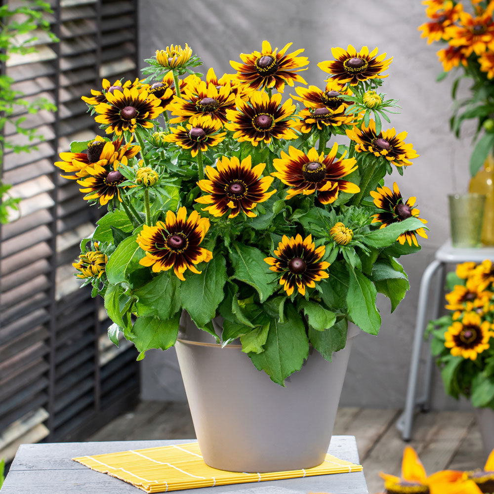Rudbeckia Rudy Mini Yellow Black