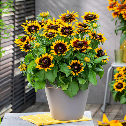 Rudbeckia Rudy Mini Yellow Black