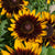 Rudbeckia