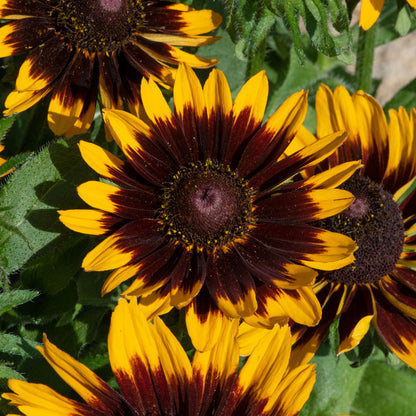 Rudbeckia Rudy Mini Yellow Black