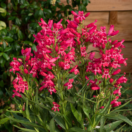 Penstemon Rock Candy Ruby