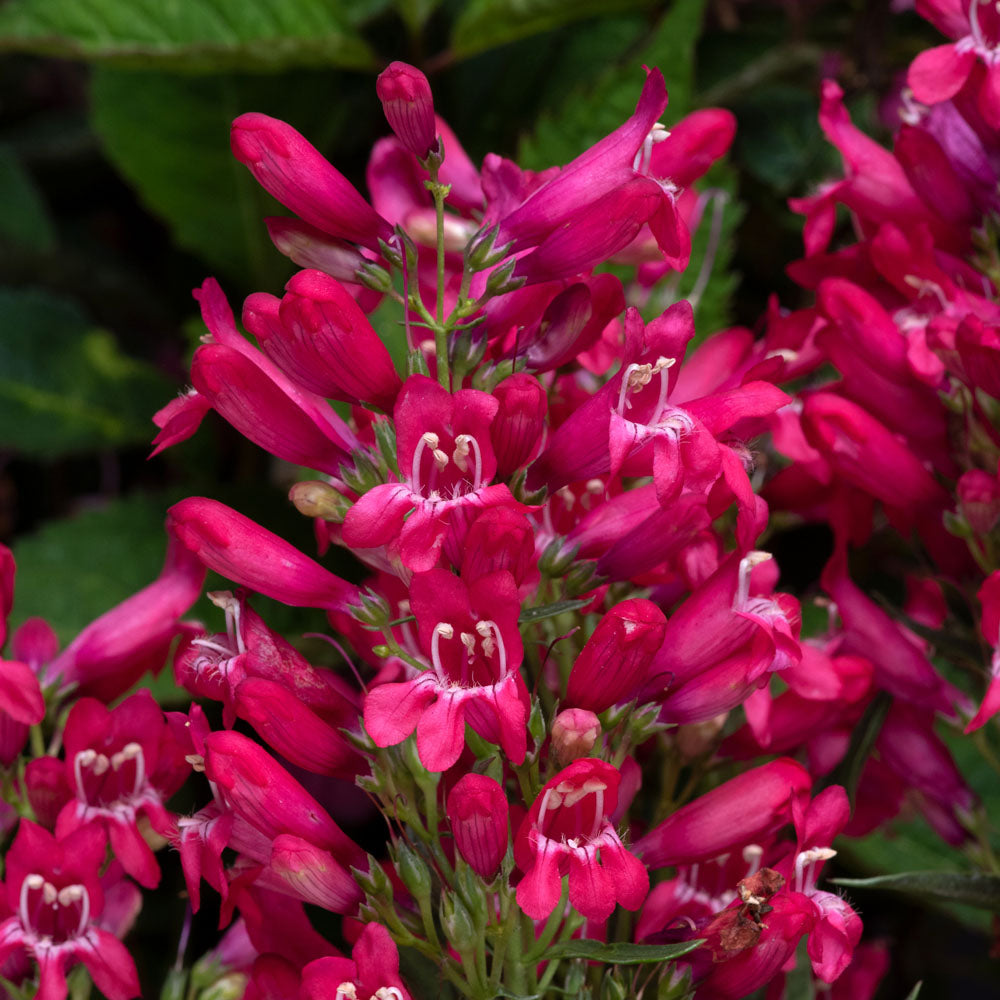 Penstemon Rock Candy Ruby