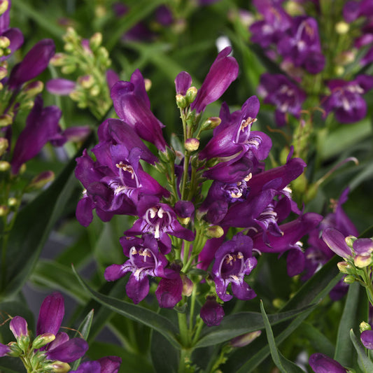 Penstemon Rock Candy Purple