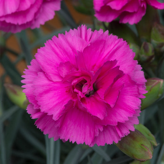 Dianthus Tickled Pink