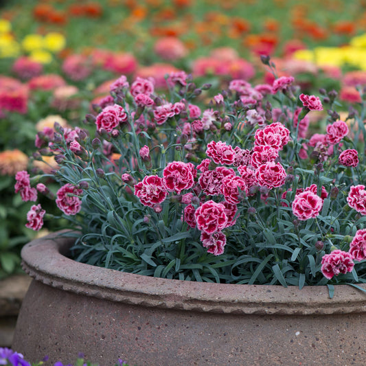 Dianthus Sugar Plum