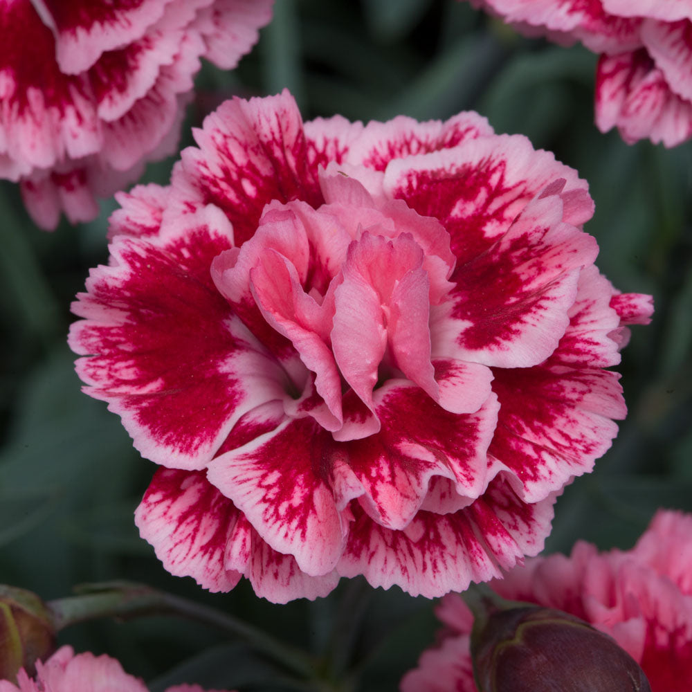 Dianthus Sugar Plum