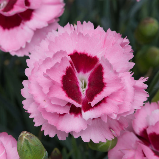 Dianthus Raspberry Sundae