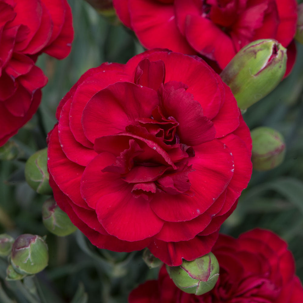 Dianthus Passion
