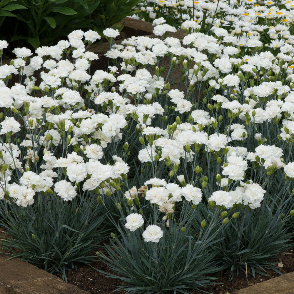 Dianthus Memories
