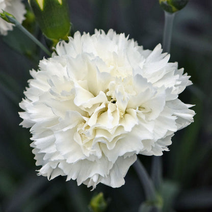 Dianthus Memories
