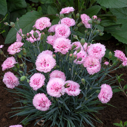 Dianthus Candy Floss