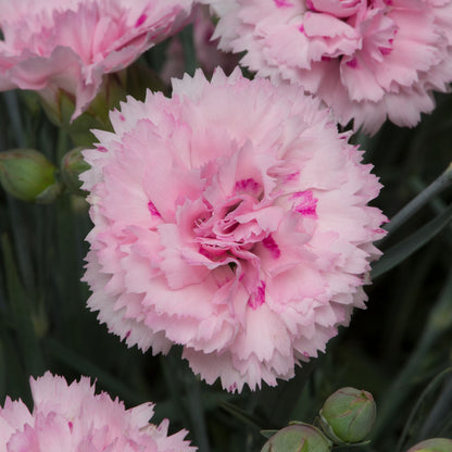 Dianthus Candy Floss