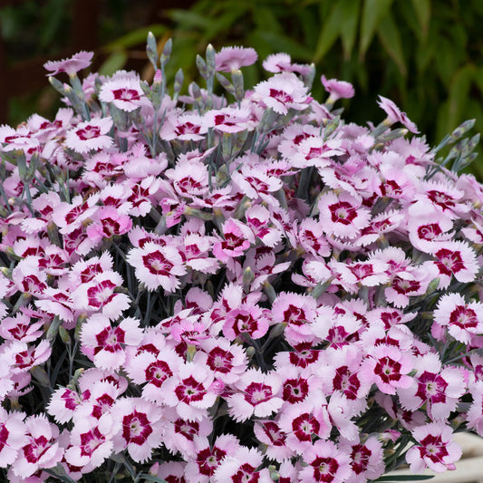 Dianthus Mountain Frost Ruby Snow